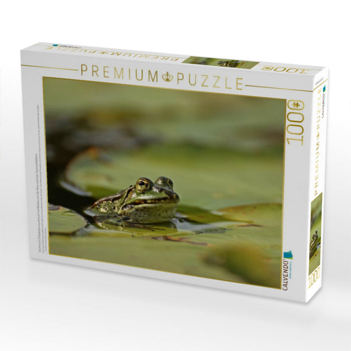 Teichfrosch (Pelophylax esculentus) mit Blattlaus auf der Nase zwischen Seerosenblättern - CALVENDO Foto-Puzzle'