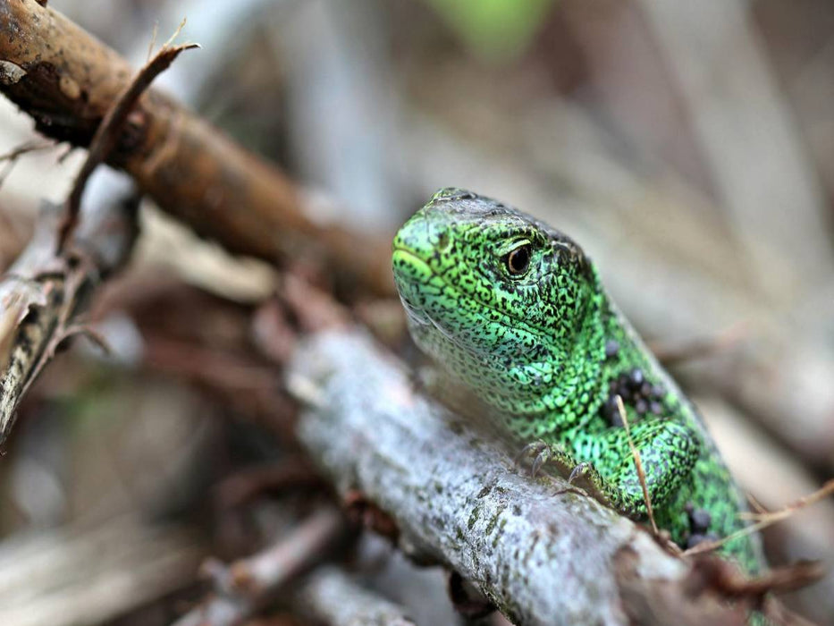 Männliche Zauneidechse (Lacerta agilis) - CALVENDO Foto-Puzzle'