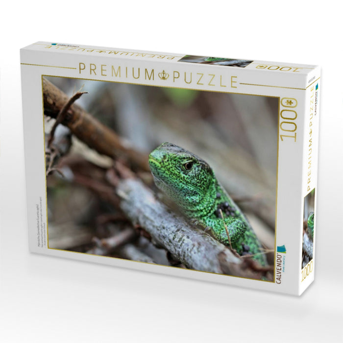 Männliche Zauneidechse (Lacerta agilis) - CALVENDO Foto-Puzzle'
