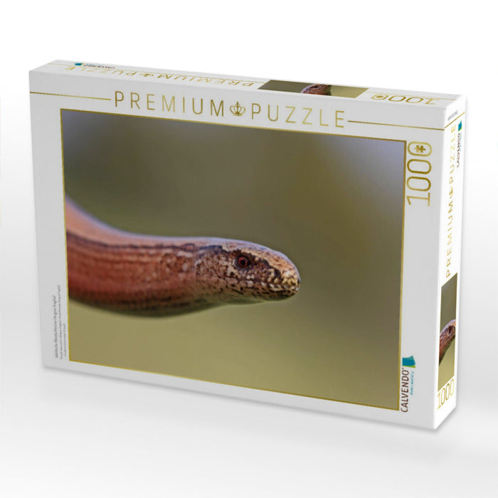 Weibliche Blindschleiche (Anguis fragilis) - CALVENDO Foto-Puzzle'