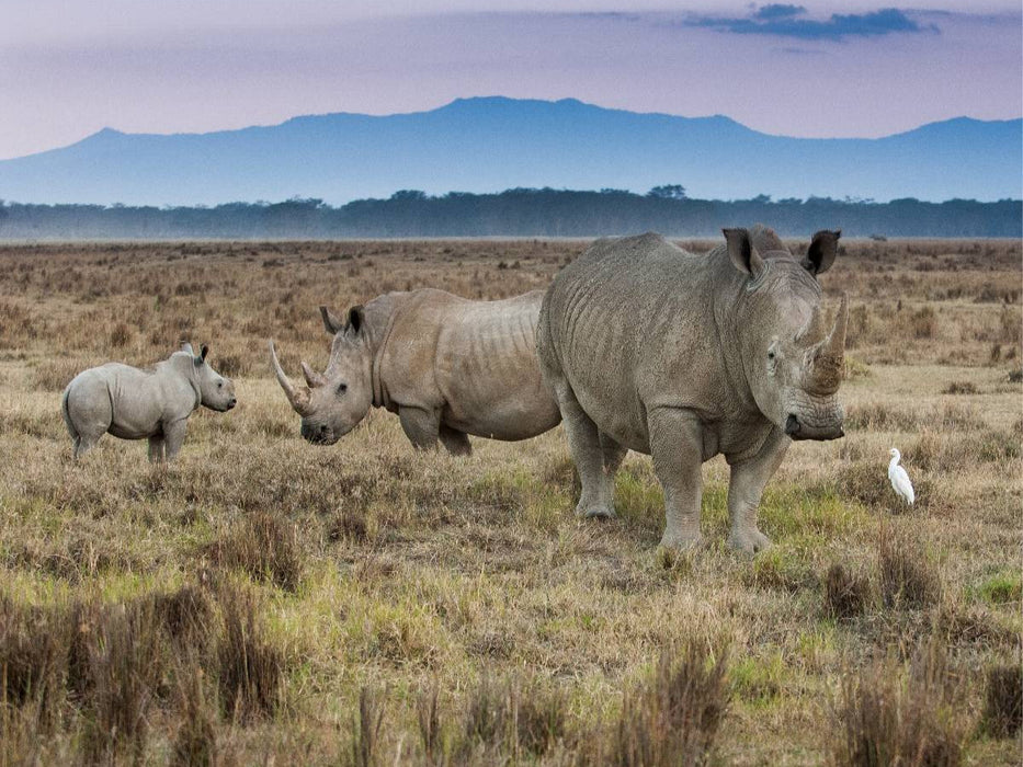 Familie Breitmaulnashorn - CALVENDO Foto-Puzzle'