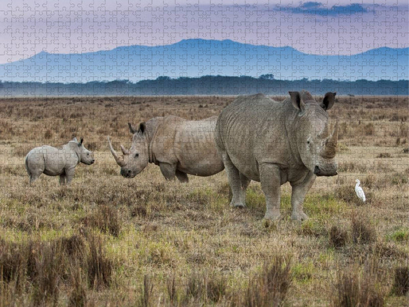 Familie Breitmaulnashorn - CALVENDO Foto-Puzzle'
