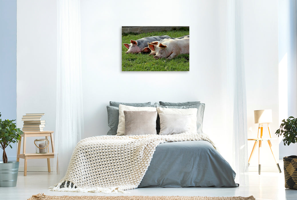 Premium Textil-Leinwand Premium Textil-Leinwand 120 cm x 80 cm quer Drei ruhende Weideschweine auf der Wiese