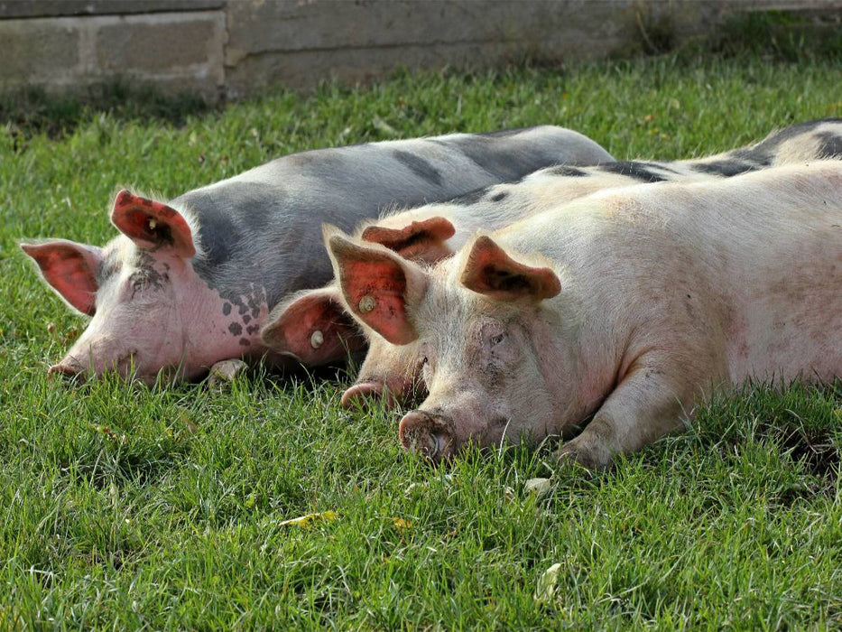 Drei ruhende Weideschweine auf der Wiese - CALVENDO Foto-Puzzle'