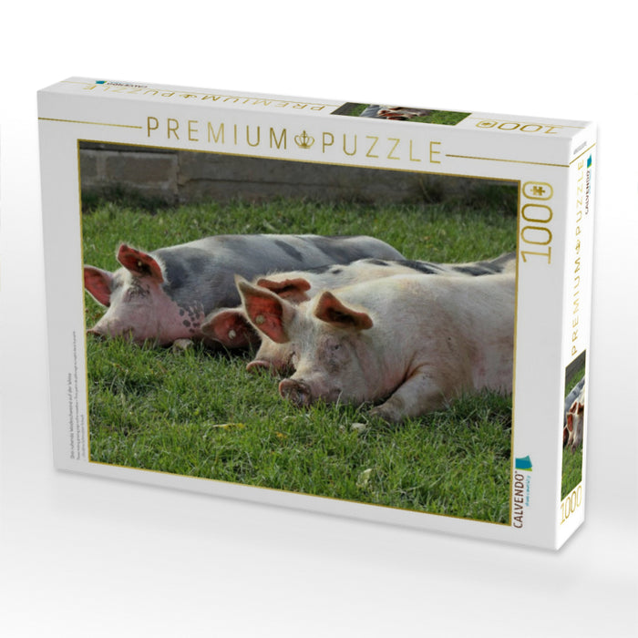 Drei ruhende Weideschweine auf der Wiese - CALVENDO Foto-Puzzle'