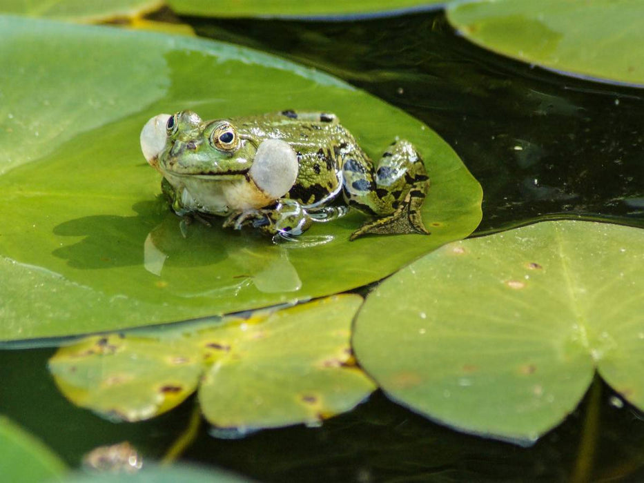 Froschkonzert - CALVENDO Foto-Puzzle'