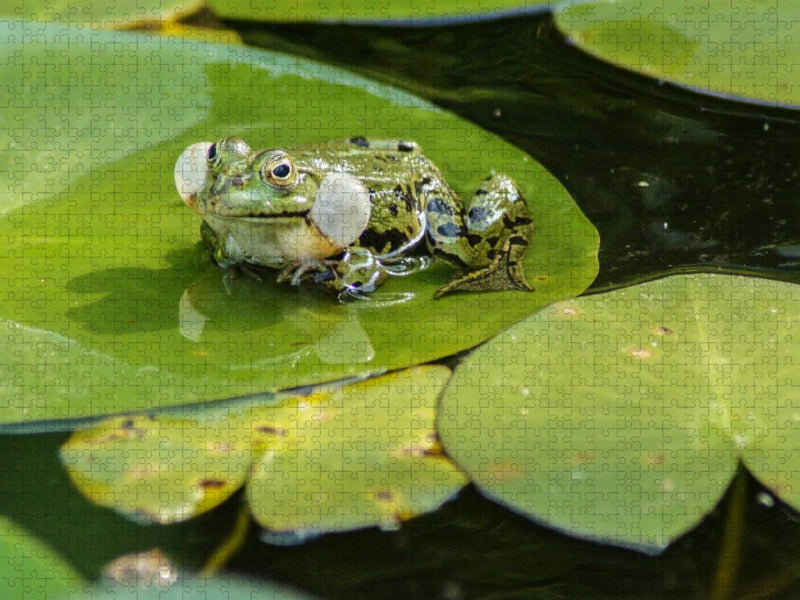 Froschkonzert - CALVENDO Foto-Puzzle'