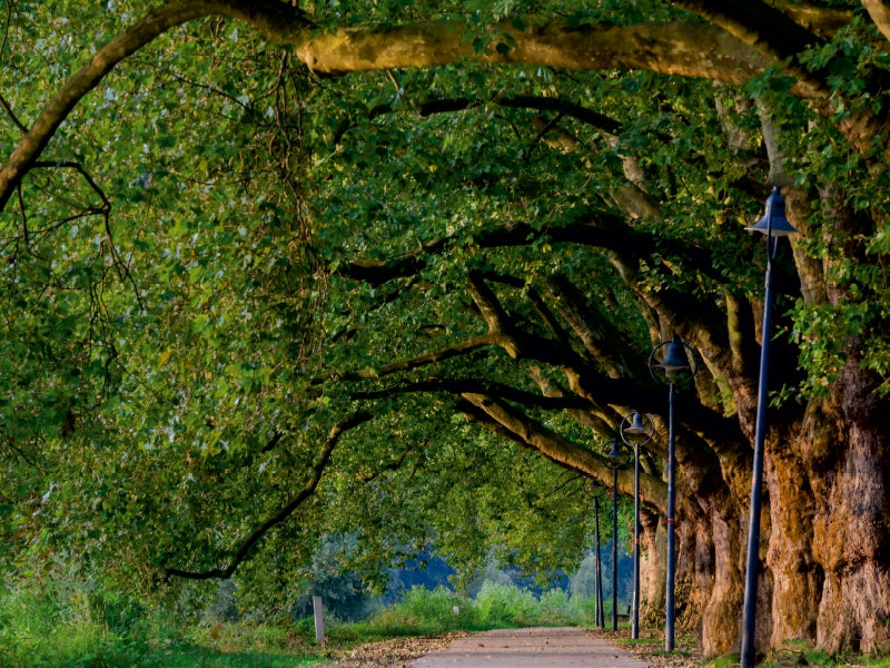 Pappelallee auf der Parkinsel 1000 Teile Puzzle quer - CALVENDO Foto-Puzzle'