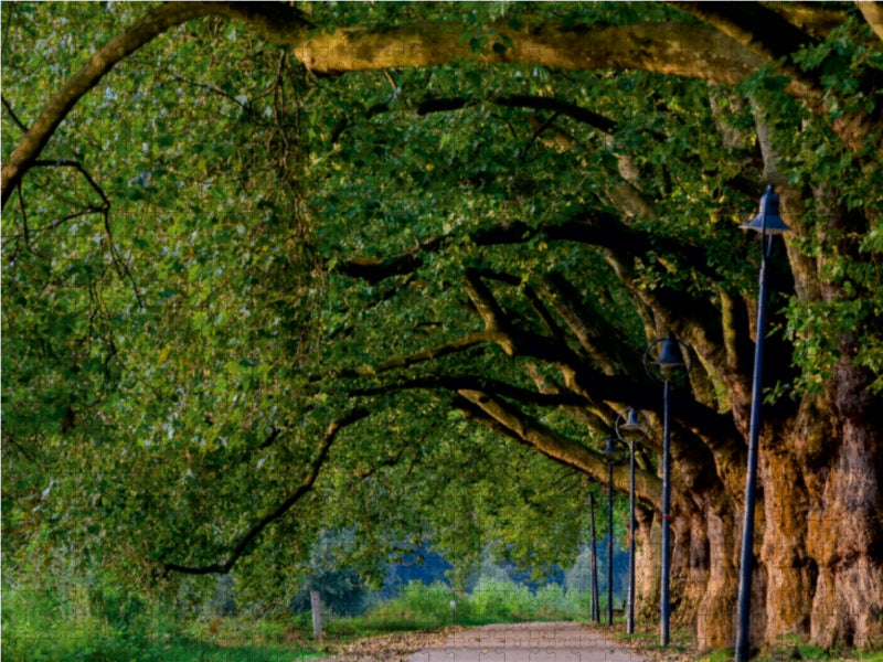 Pappelallee auf der Parkinsel 1000 Teile Puzzle quer - CALVENDO Foto-Puzzle'