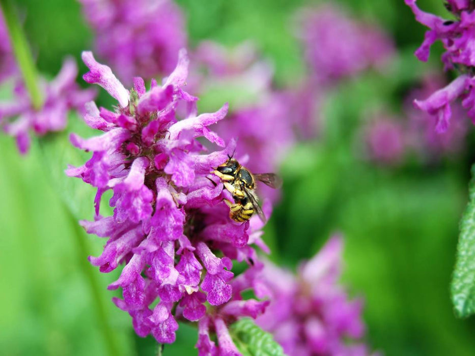 Wildbiene auf Blüte. Wollbiene - CALVENDO Foto-Puzzle'