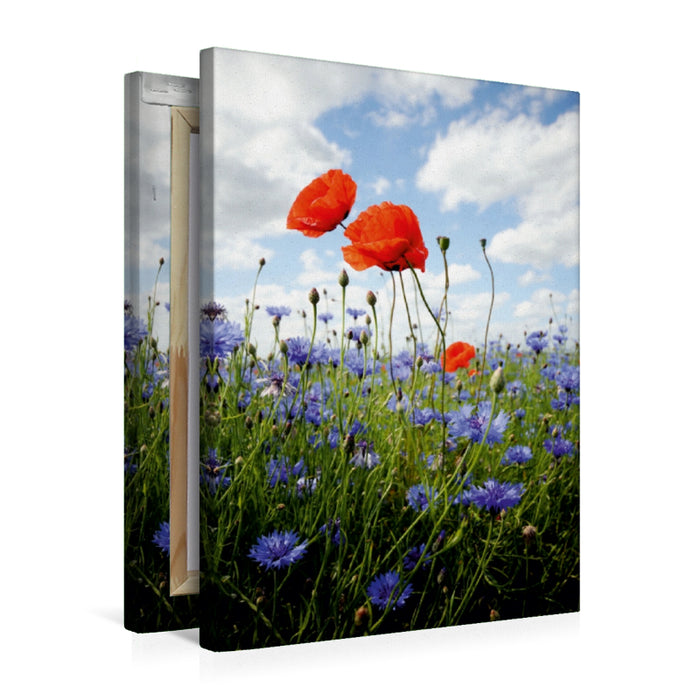 Premium Textil-Leinwand Mohnfeld
