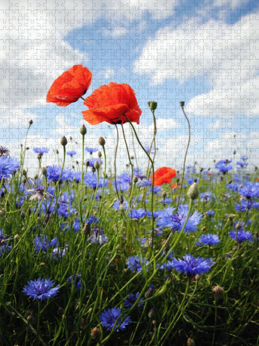 Mohnfeld - CALVENDO Foto-Puzzle'