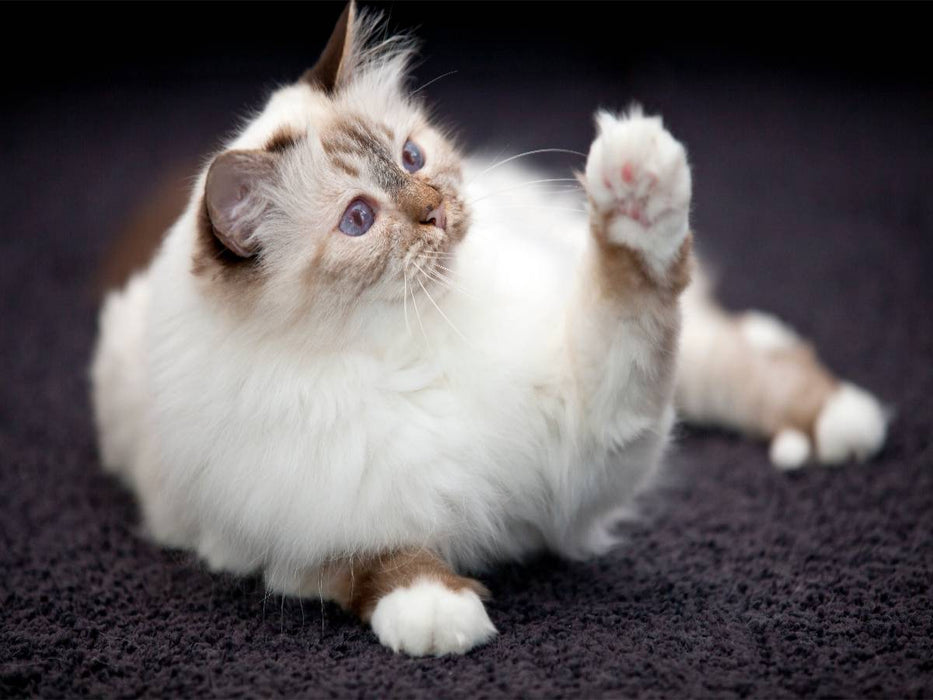 Süße Heilige Birma Katze - CALVENDO Foto-Puzzle'