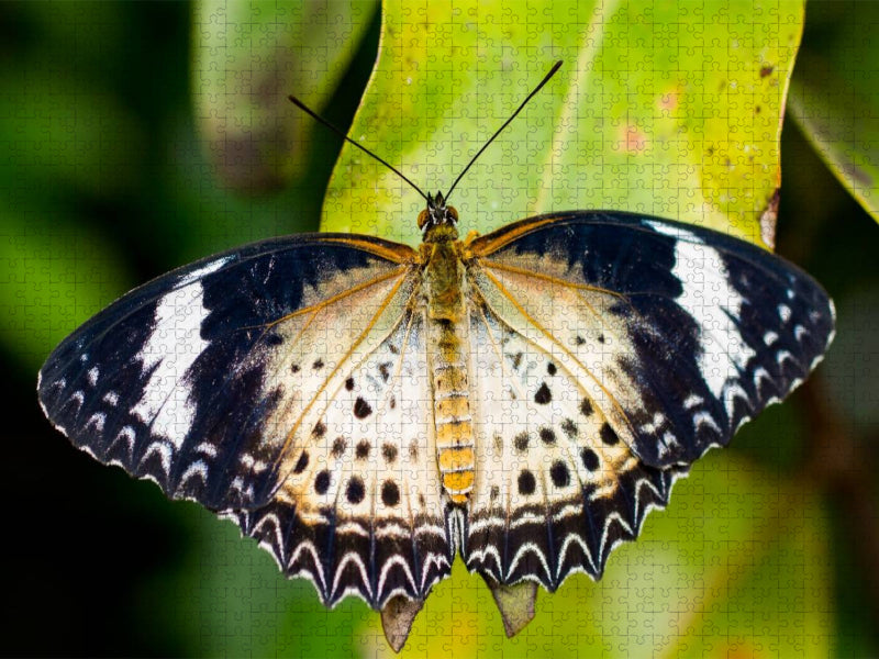 Cethosia cyane - CALVENDO Foto-Puzzle'