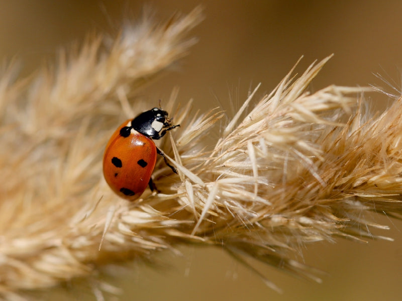 Lucky beetles in late summer - CALVENDO photo puzzle 