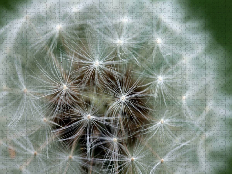 Pusteblume - CALVENDO Foto-Puzzle'