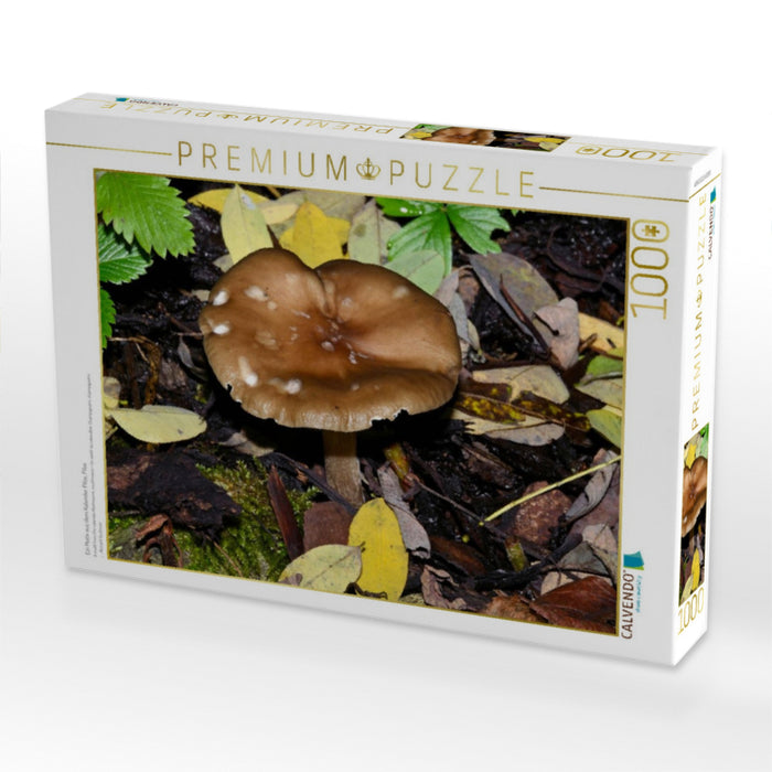 Ein Motiv aus dem Kalender Pilze, Pilze - CALVENDO Foto-Puzzle'