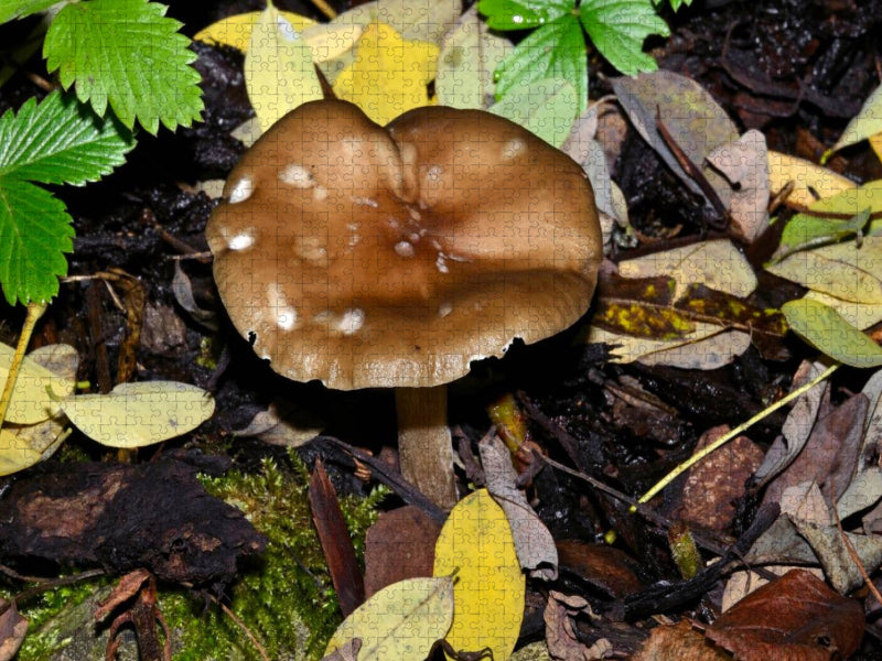 Ein Motiv aus dem Kalender Pilze, Pilze - CALVENDO Foto-Puzzle'