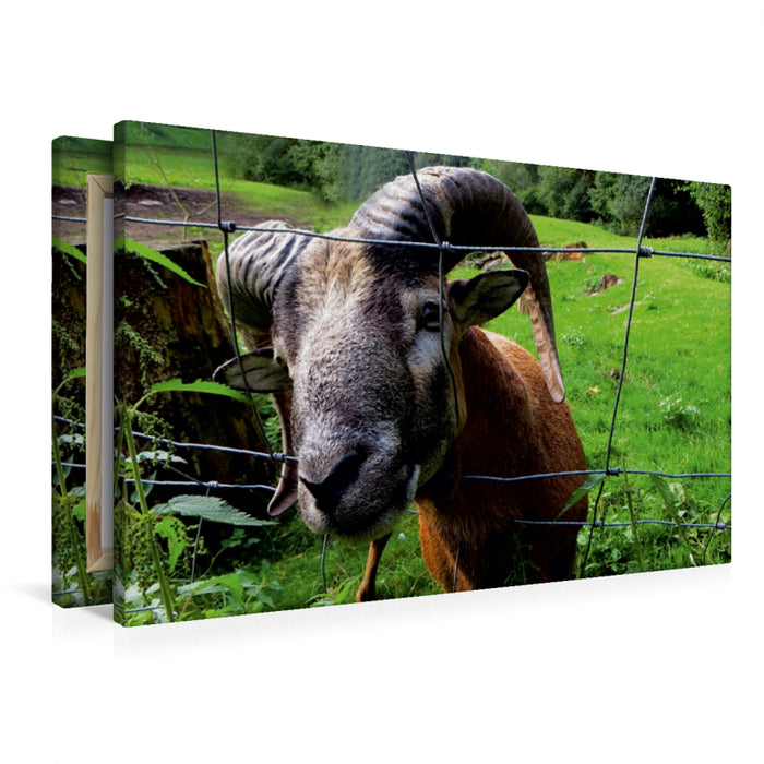 Premium Textil-Leinwand Frecher Widder