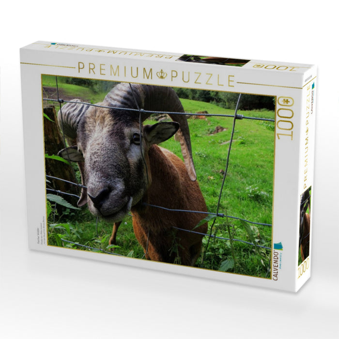 Frecher Widder - CALVENDO Foto-Puzzle'