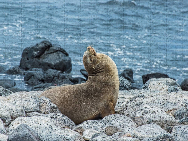 Seelöwe - CALVENDO Foto-Puzzle'