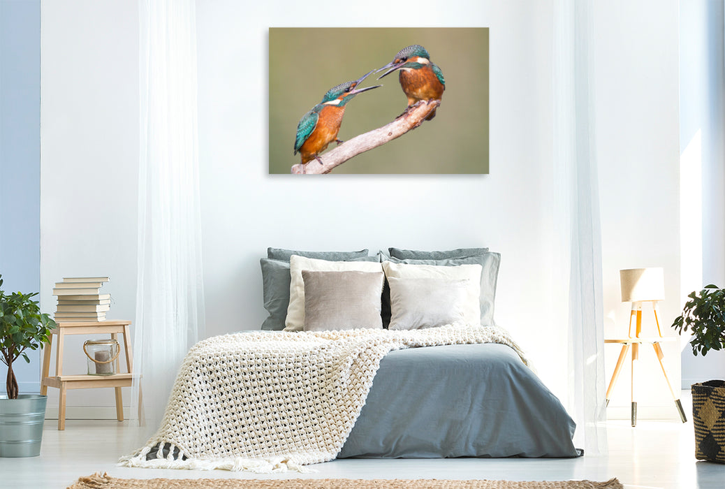 Premium textile canvas Premium textile canvas 120 cm x 80 cm landscape Fighting young kingfishers 