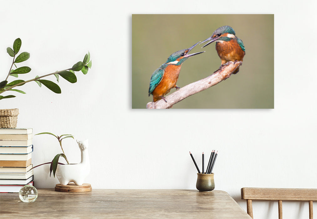 Premium textile canvas Premium textile canvas 120 cm x 80 cm landscape Fighting young kingfishers 