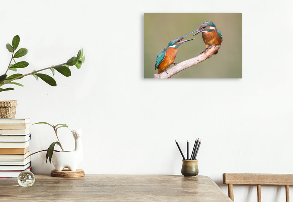 Premium textile canvas Premium textile canvas 120 cm x 80 cm landscape Fighting young kingfishers 