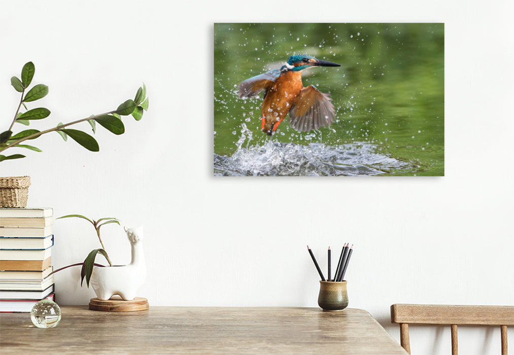 Premium textile canvas Premium textile canvas 90 cm x 60 cm landscape Kingfisher emerging from the water 