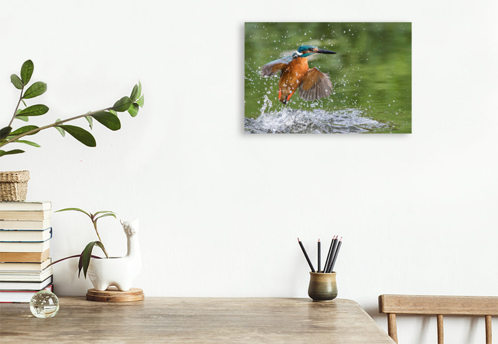 Premium textile canvas Premium textile canvas 90 cm x 60 cm landscape Kingfisher emerging from the water 