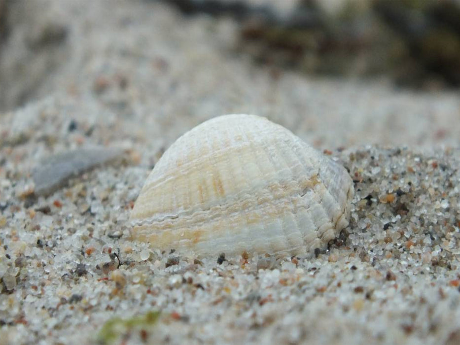 Muschel am Strand 1000 Teile Puzzle quer - CALVENDO Foto-Puzzle'