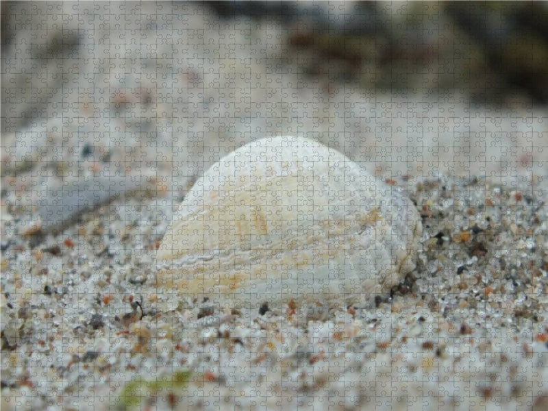 Muschel am Strand 1000 Teile Puzzle quer - CALVENDO Foto-Puzzle'