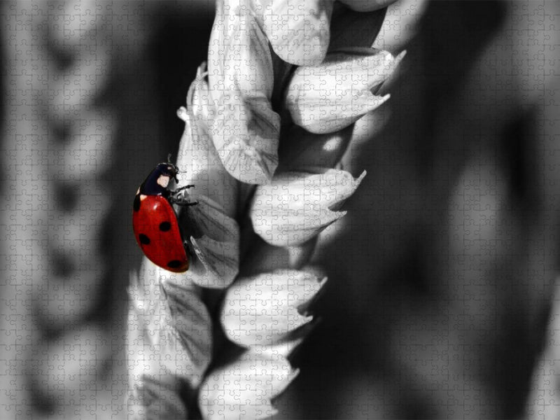 Marienkäfer im Weizenfeld, Colorkey - CALVENDO Foto-Puzzle'