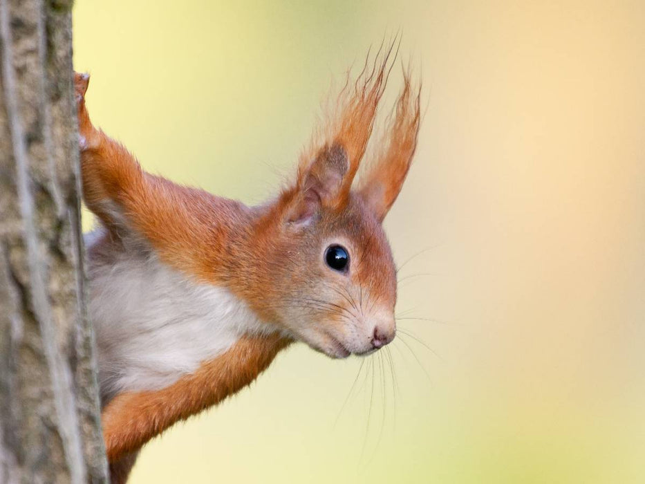 Eichhörnchen - CALVENDO Foto-Puzzle'