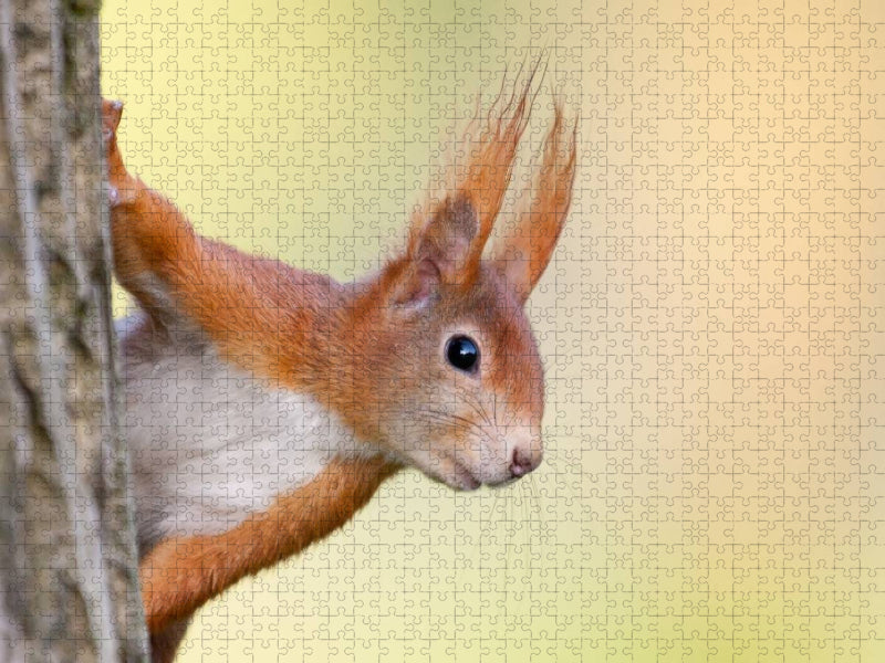 Eichhörnchen - CALVENDO Foto-Puzzle'