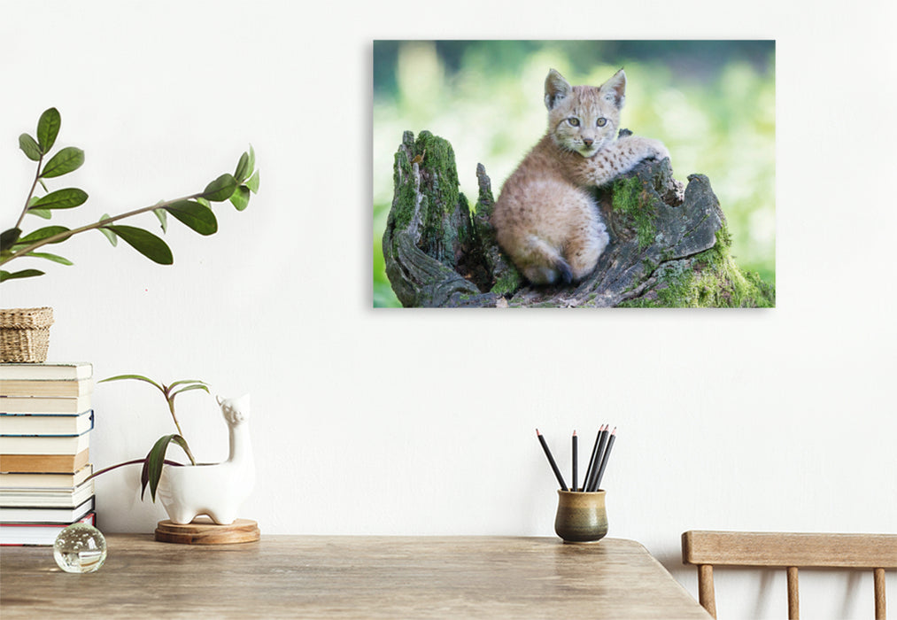 Premium textile canvas Premium textile canvas 75 cm x 50 cm landscape lynx puppy 