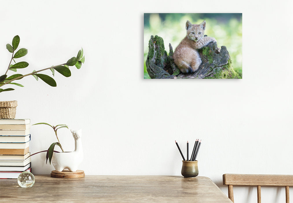 Premium textile canvas Premium textile canvas 75 cm x 50 cm landscape lynx puppy 