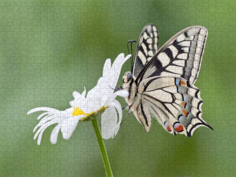 Schwalbenschwanz an Margerite - CALVENDO Foto-Puzzle'