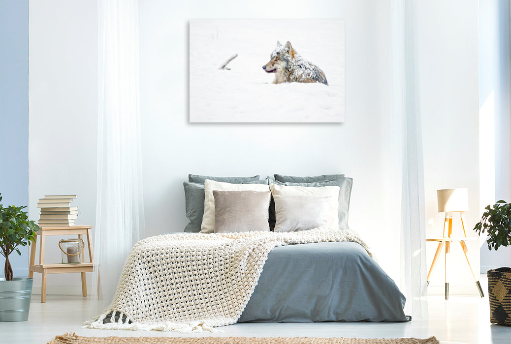 Premium textile canvas Premium textile canvas 120 cm x 80 cm landscape Snow-covered wolf lies in the snow 