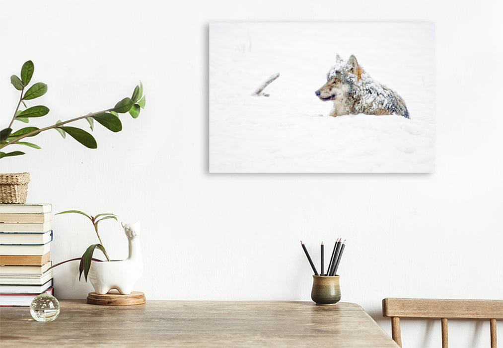 Premium Textil-Leinwand Premium Textil-Leinwand 120 cm x 80 cm quer Schneebedeckter Wolf liegt im Schnee