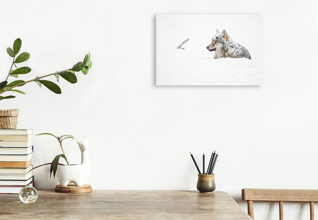 Premium textile canvas Premium textile canvas 120 cm x 80 cm landscape Snow-covered wolf lies in the snow 