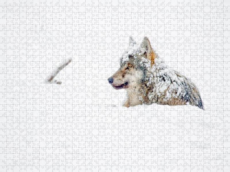 Schneebedeckter Wolf liegt im Schnee - CALVENDO Foto-Puzzle'
