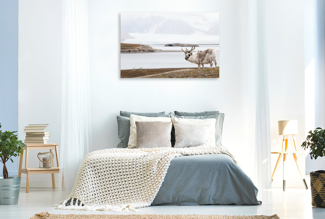 Premium textile canvas Premium textile canvas 120 cm x 80 cm landscape Spitsbergen reindeer 