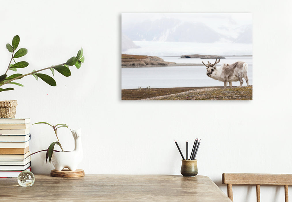 Premium textile canvas Premium textile canvas 120 cm x 80 cm landscape Spitsbergen reindeer 