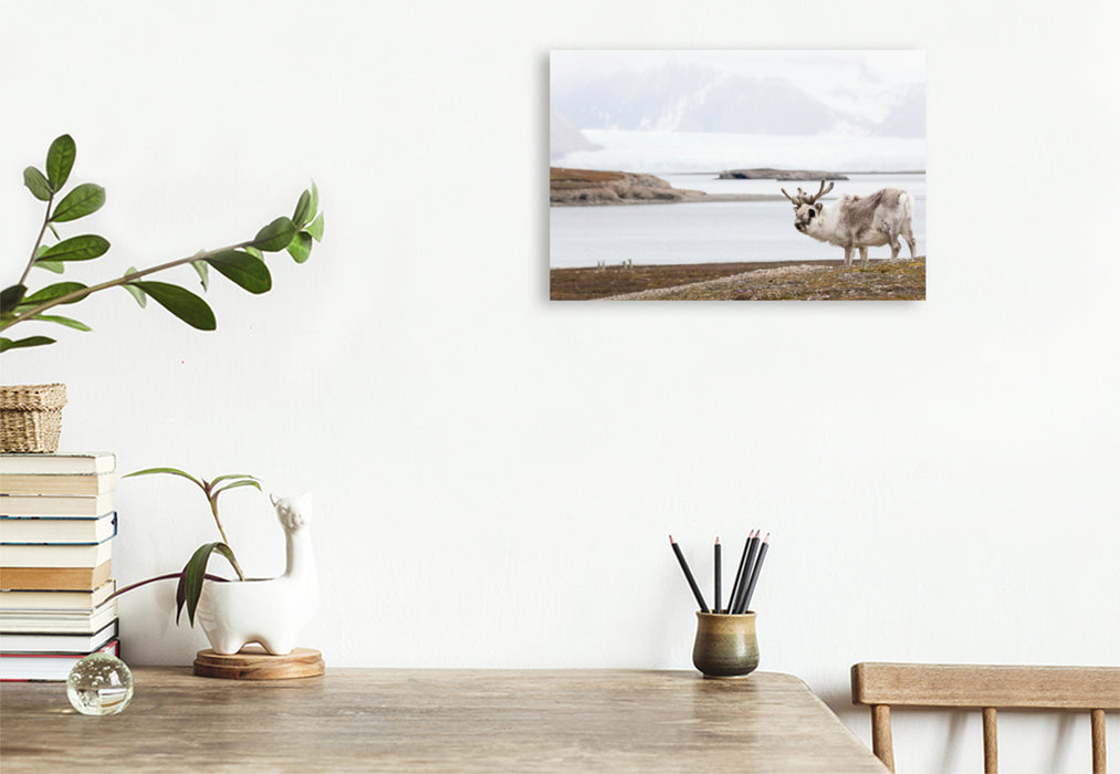 Premium textile canvas Premium textile canvas 120 cm x 80 cm landscape Spitsbergen reindeer 