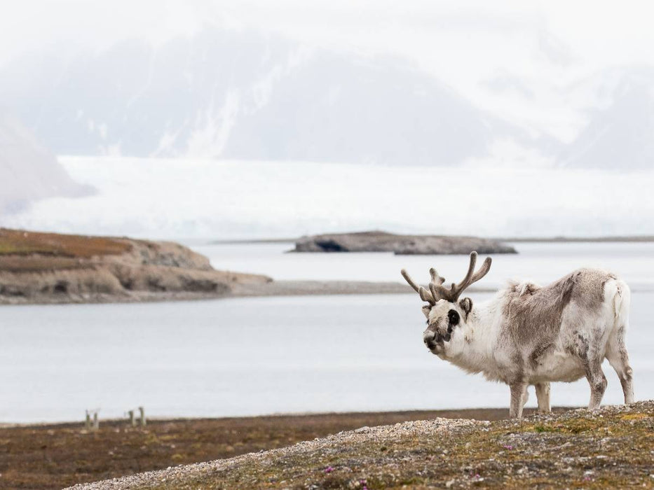 Spitzbergen-Rentier - CALVENDO Foto-Puzzle'