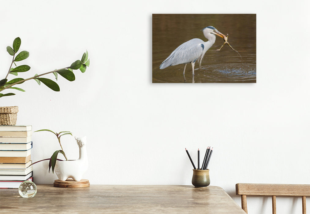 Premium textile canvas Premium textile canvas 120 cm x 80 cm landscape Gray heron with captured frog 