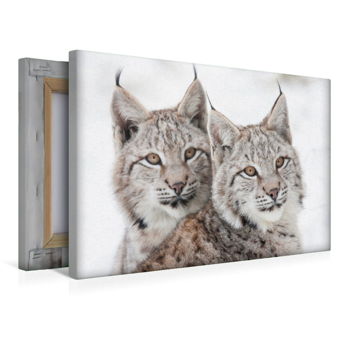 Premium Textil-Leinwand Junge Luchse