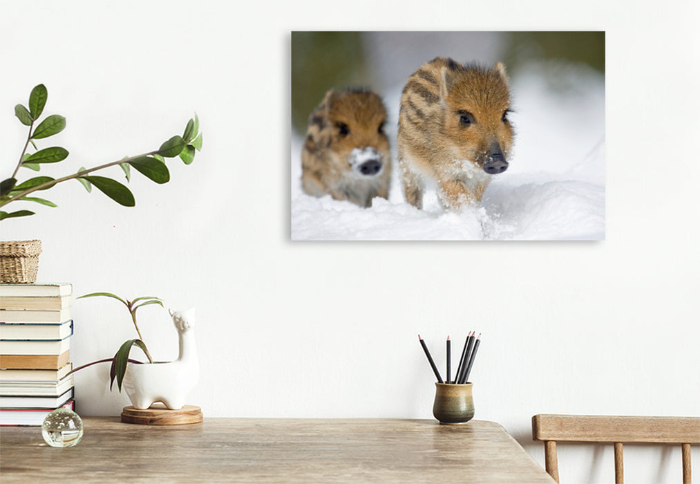 Premium textile canvas Premium textile canvas 120 cm x 80 cm landscape Freshlings in the snow 