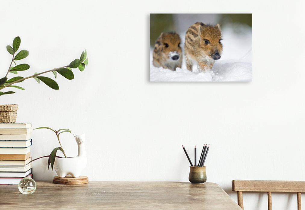 Premium textile canvas Premium textile canvas 120 cm x 80 cm landscape Freshlings in the snow 